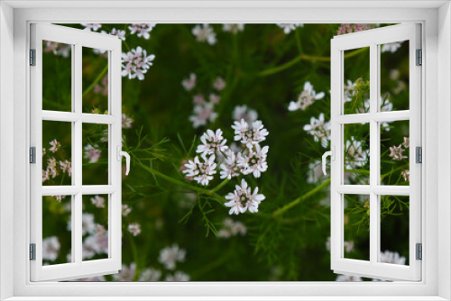 Fototapeta Naklejka Na Ścianę Okno 3D - Blooming cilantro plant.
