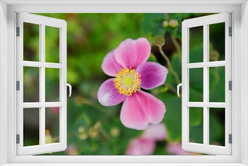 Fototapeta Naklejka Na Ścianę Okno 3D - ピンク色の花
