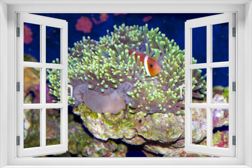 Fototapeta Naklejka Na Ścianę Okno 3D - Amphiprion nigripes, Maldive anemonefish or blackfinned anemonefish, a Clown Fish species, inside a Ritteri or Magnificent sea anemone, Heteractis magnifica