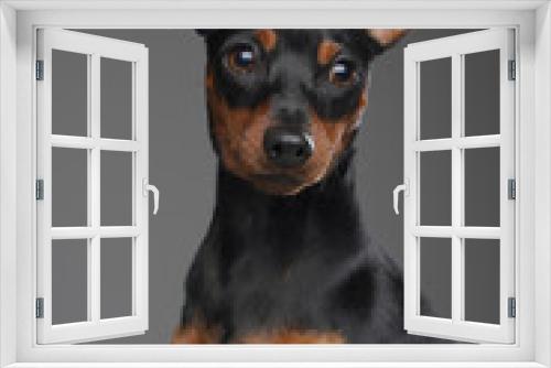 Fototapeta Naklejka Na Ścianę Okno 3D - Black miniature pincher doggy against gray studio background