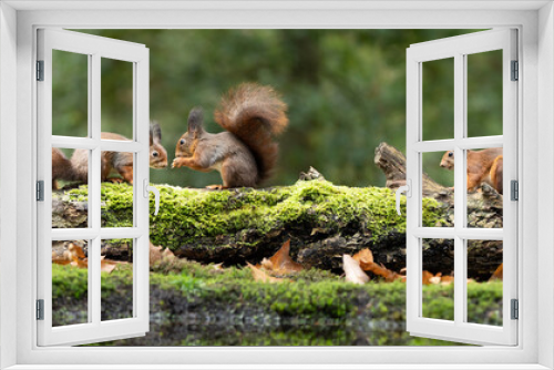 Fototapeta Naklejka Na Ścianę Okno 3D - Erasian Red Squirrel - Sciurus vulgaris - three squirrels in a forest eating and drinking
