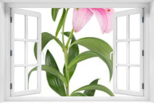 Fototapeta Naklejka Na Ścianę Okno 3D - Pink lily flower isolated on white background
