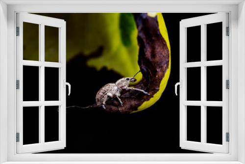 Fototapeta Naklejka Na Ścianę Okno 3D - Weevil on wild plants, North China