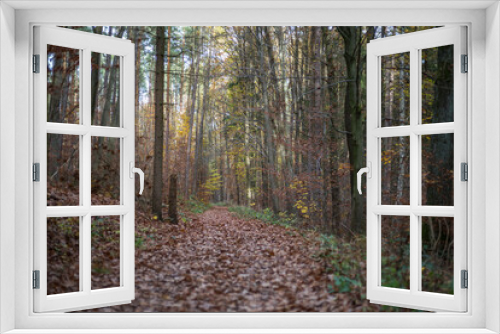 Fototapeta Naklejka Na Ścianę Okno 3D - mystical mood in the autumn wood