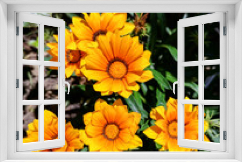 Fototapeta Naklejka Na Ścianę Okno 3D - bouquet of sunflowers in garden