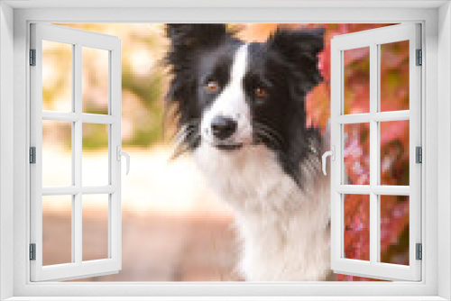 Fototapeta Naklejka Na Ścianę Okno 3D - Border collie is sitting in autumn nature. She is so cute dog.