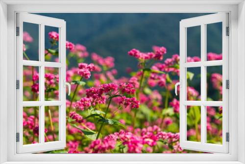Fototapeta Naklejka Na Ścianę Okno 3D - Buckwheat fields , red buckwheat flowers , kagawa, shikoku, japan