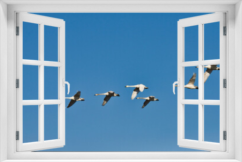 Fototapeta Naklejka Na Ścianę Okno 3D - 青空を背景に飛ぶ白鳥の群れ