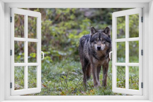 Fototapeta Naklejka Na Ścianę Okno 3D - A grey wolf in the forest