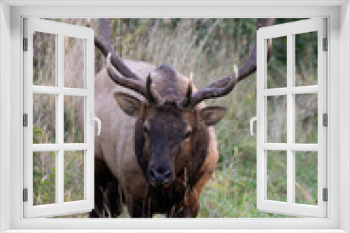 Fototapeta Naklejka Na Ścianę Okno 3D - Roosevelt bull elk walking forward