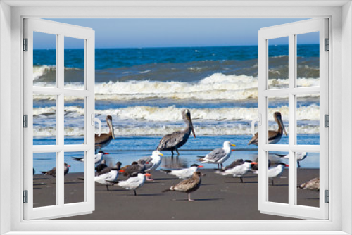 Fototapeta Naklejka Na Ścianę Okno 3D - A Variety of Seabirds at the Seashore Featuring Pelicans
