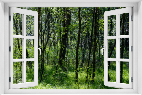 Fototapeta Naklejka Na Ścianę Okno 3D - Green fresh forest in the morning