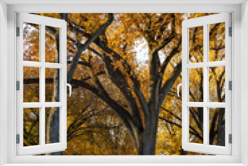 Fototapeta Naklejka Na Ścianę Okno 3D - Autumn colors in oak trees in a park in Washington DC, USA. No visible people