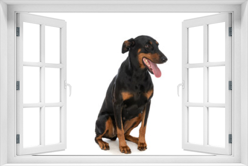 Fototapeta Naklejka Na Ścianę Okno 3D - beautiful dobermann dog looking to side and panting