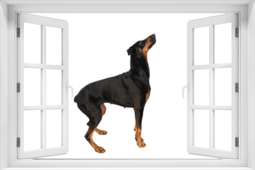 Fototapeta Naklejka Na Ścianę Okno 3D - side view of excited dobermann dog looking up and being curious