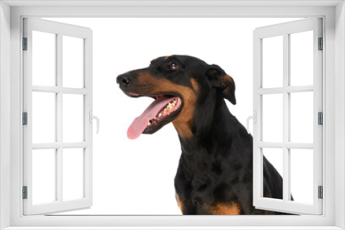 Fototapeta Naklejka Na Ścianę Okno 3D - happy dobermann dog looking up and side and panting