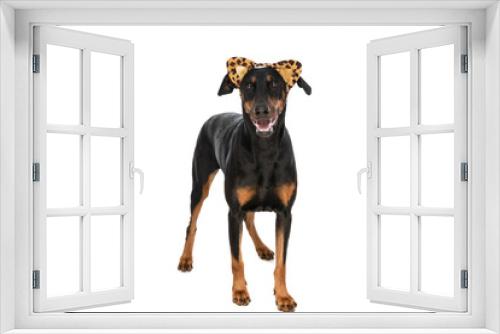 Fototapeta Naklejka Na Ścianę Okno 3D - happy dobermann dog wearing animal print ears headband and panting