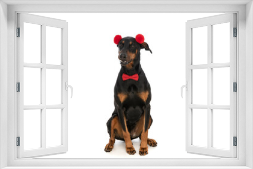 Fototapeta Naklejka Na Ścianę Okno 3D - elegant dobermann dog with tassels and bowtie sitting in studio