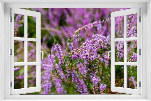 Fototapeta Naklejka Na Ścianę Okno 3D - die Lüneburger Heide in voller Blüte, das Heidekraut duftet nach Honig