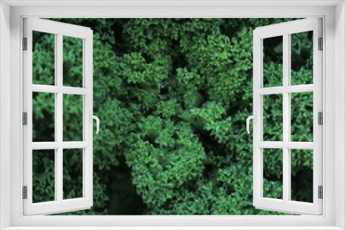 Fototapeta Naklejka Na Ścianę Okno 3D - jarmuż zielony liście 
