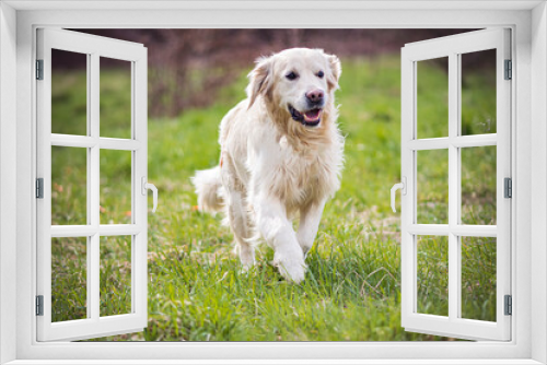 Fototapeta Naklejka Na Ścianę Okno 3D - Adorable Golden Retriever in a green meadow. Large adult dog walking in a forest clearing. Happy snout and friendly eyes. Selective focus on the animal, blurred background.