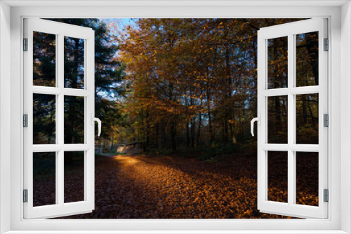 Fototapeta Naklejka Na Ścianę Okno 3D - Promenade en forêt avec les couleurs automnales pendant le coucher de soleil