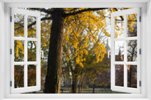 Fototapeta Naklejka Na Ścianę Okno 3D - View of autumnal leaves of Ginkgo biloba tree in a public garden