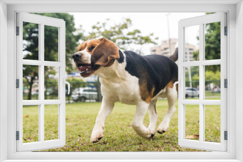 Fototapeta Naklejka Na Ścianę Okno 3D - Beagle dog playing and having fun in the park. Selective focus