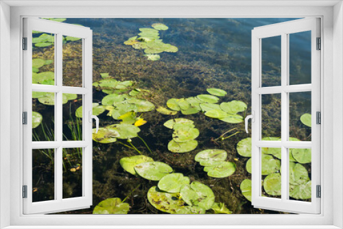 Fototapeta Naklejka Na Ścianę Okno 3D - Yellow water lily. Lake flora background. Water plant texture. Natural wildlife in forest pond. Nuphar lutea plant.