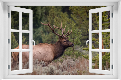 Fototapeta Naklejka Na Ścianę Okno 3D - Bull elk on a cold morning
