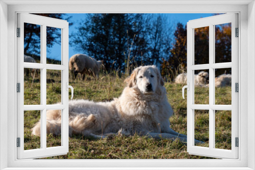 Fototapeta Naklejka Na Ścianę Okno 3D - Shepherd dog guarding the sheep flock