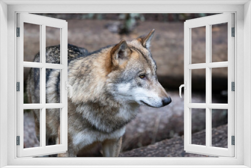 Fototapeta Naklejka Na Ścianę Okno 3D - Wild wolf in forest in Czech republic