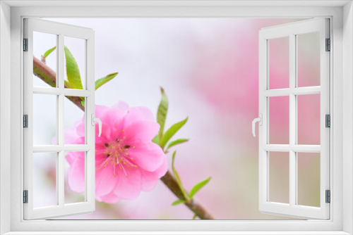 Fototapeta Naklejka Na Ścianę Okno 3D - 一輪の桃の花（ハナモモ）のクローズアップ素材