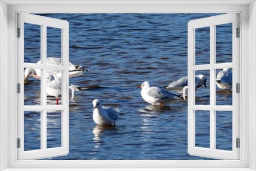 Fototapeta Naklejka Na Ścianę Okno 3D - A group of seagulls standing in swallow water. It's a little lake in a river.
