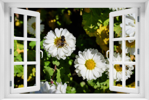 Fototapeta Naklejka Na Ścianę Okno 3D - Many vivid yellow and white Chrysanthemum x morifolium flowers in a garden in a sunny autumn day, beautiful colorful outdoor background photographed with soft focus.