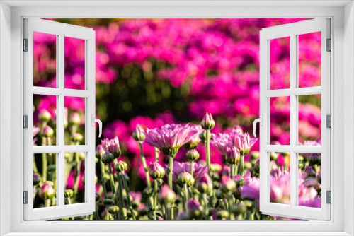 Fototapeta Naklejka Na Ścianę Okno 3D - Pink flowers of cultivated chrysanthemum closeup with dew drops on the petals. Selective focus