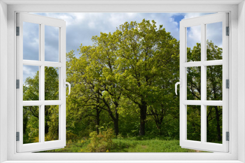 Fototapeta Naklejka Na Ścianę Okno 3D - Edge of forest with green oak trees in the beginning of summer