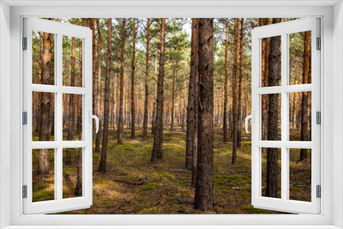 Fototapeta Naklejka Na Ścianę Okno 3D - Wald im Spreewald