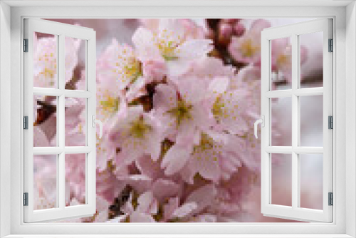 Fototapeta Naklejka Na Ścianę Okno 3D - ホソイザクラのかわいい花