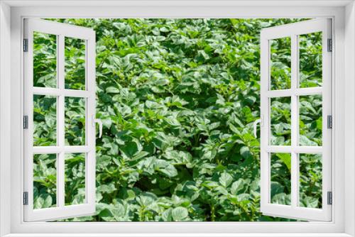 Fototapeta Naklejka Na Ścianę Okno 3D - Close view of agricultural field of potatoes during spring. Greenery. Agricultural concept. Selective focus. Perspective from above.