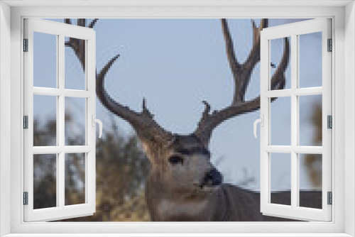 Fototapeta Naklejka Na Ścianę Okno 3D - Mule Deer Buck in Autumn in Colorado
