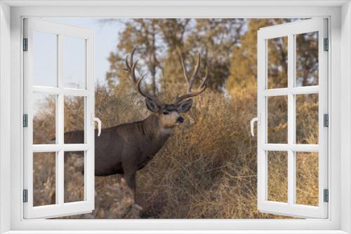 Fototapeta Naklejka Na Ścianę Okno 3D - Mule Deer Buck in Autumn in Colorado