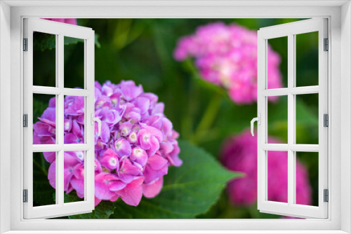 Fototapeta Naklejka Na Ścianę Okno 3D - A bush of beautiful blooming hydrangea with many bright pink buds. The background of the image is out of focus.