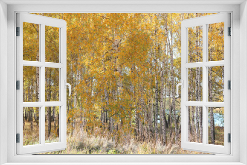 Fototapeta Naklejka Na Ścianę Okno 3D - beautiful scene with birches in yellow autumn birch forest in october among other birches in birch grove