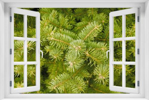 Fototapeta Naklejka Na Ścianę Okno 3D - green needles of coniferous tree as a natural background