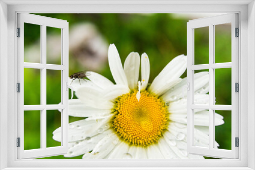 Fototapeta Naklejka Na Ścianę Okno 3D - daisy flower with dew