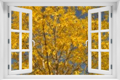 Fototapeta Naklejka Na Ścianę Okno 3D - Tree in autumn colors in Normandy