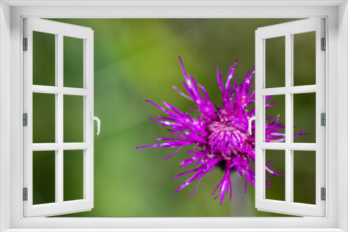 Fototapeta Naklejka Na Ścianę Okno 3D - Cirsium rivulare flower in meadow, macro