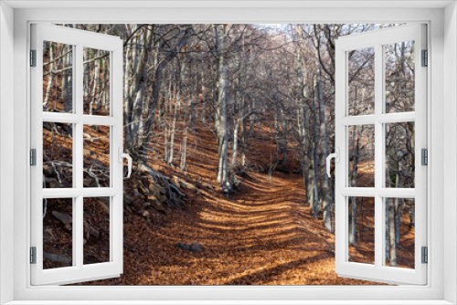 Fototapeta Naklejka Na Ścianę Okno 3D - Forest in autumn with trees in falling leaves