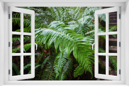 Fototapeta Naklejka Na Ścianę Okno 3D - fern in the forest - Vancouver BC Canada